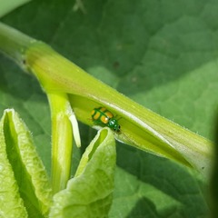 Diabrotica sexmaculata