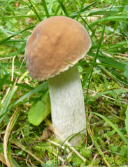 Boletus nobilis