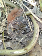 Lycosidae