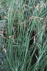 Schoenoplectus litoralis