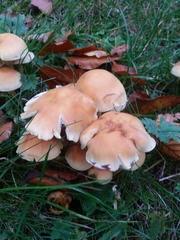 Basidiomycota