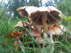 Basidiomycota