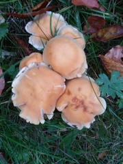 Basidiomycota