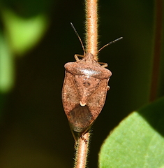 Euschistus variolarius