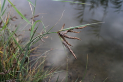 Bolboschoenus glaucus