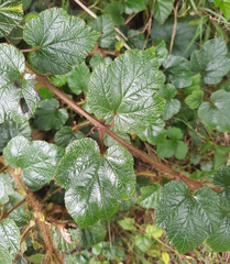Rubus tricolor