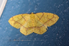 Periclina syctaria