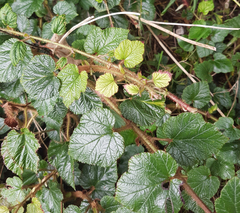 Rubus tricolor