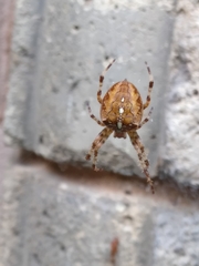 Araneus diadematus