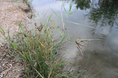 Bolboschoenus glaucus