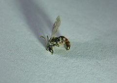 Lasioglossum zephyrus