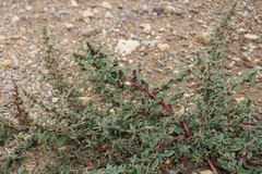 Amaranthus graecizans