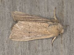 Benjaminiola colorada