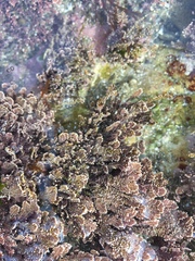 Arthrocardia corymbosa