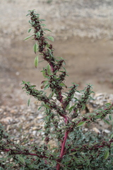 Amaranthus graecizans