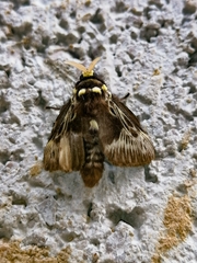 Megalopyge albicollis superba