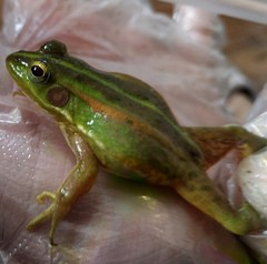 Pelophylax plancyi