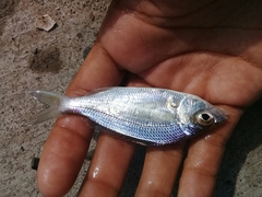 Eucinostomus