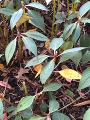 Magnoliopsida