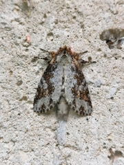 Disphragis tharis