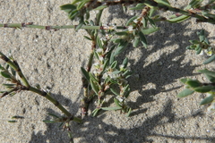 Polygonum maritimum