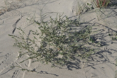 Polygonum maritimum