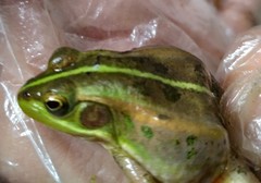 Pelophylax plancyi