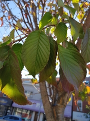 Prunus serrulata