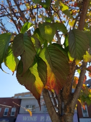 Prunus serrulata