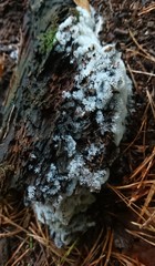 Ceratiomyxa fruticulosa fruticulosa