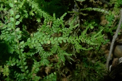 Selaginella vieillardii