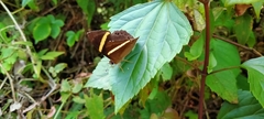Abisara fylla