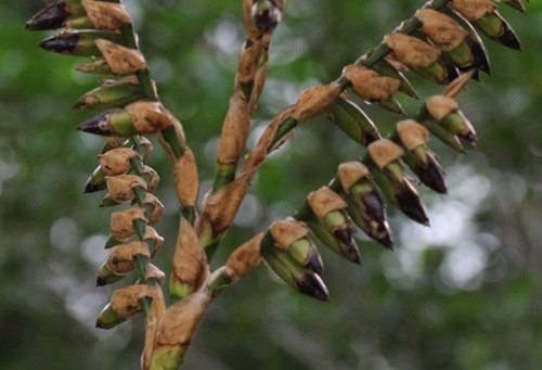 Werauhia sanguinolenta