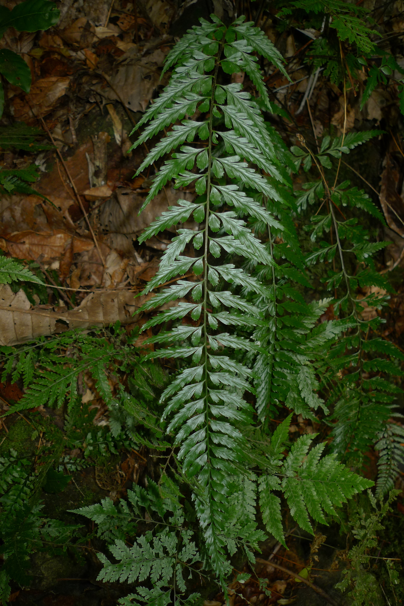 Asplenium lobulatum