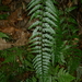 Asplenium lobulatum - Photo (c) Leon Perrie, algunos derechos reservados (CC BY-NC), subido por Leon Perrie