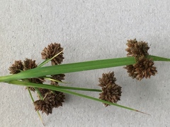 Scirpus atrovirens