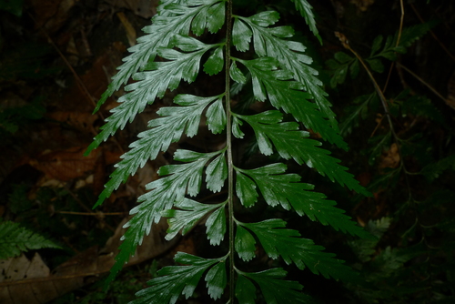 Asplenium lobulatum