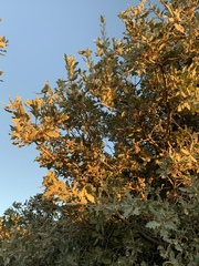 Quercus ithaburensis macrolepis