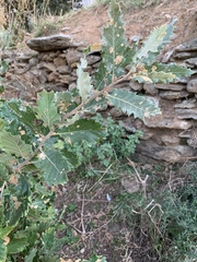 Quercus ithaburensis macrolepis