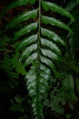 Asplenium lobulatum