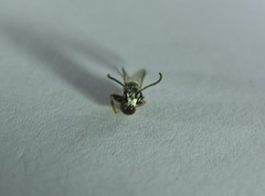Lasioglossum zephyrus