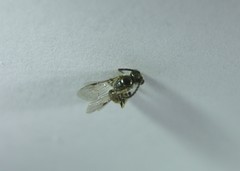 Lasioglossum zephyrus