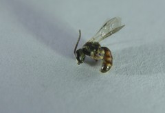 Lasioglossum zephyrus
