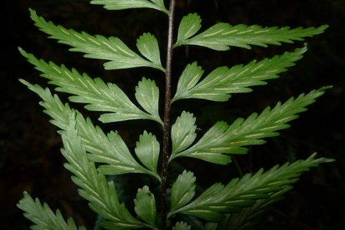 Asplenium lobulatum