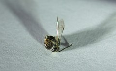 Lasioglossum zephyrus