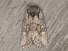 Lacinipolia acutipennis