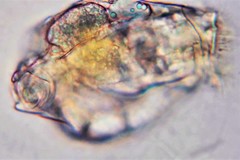 Brachionus angularis
