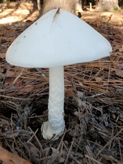 Amanita elliptosperma
