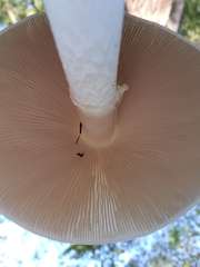 Amanita elliptosperma