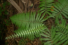 Sphaerostephanos heterocarpos